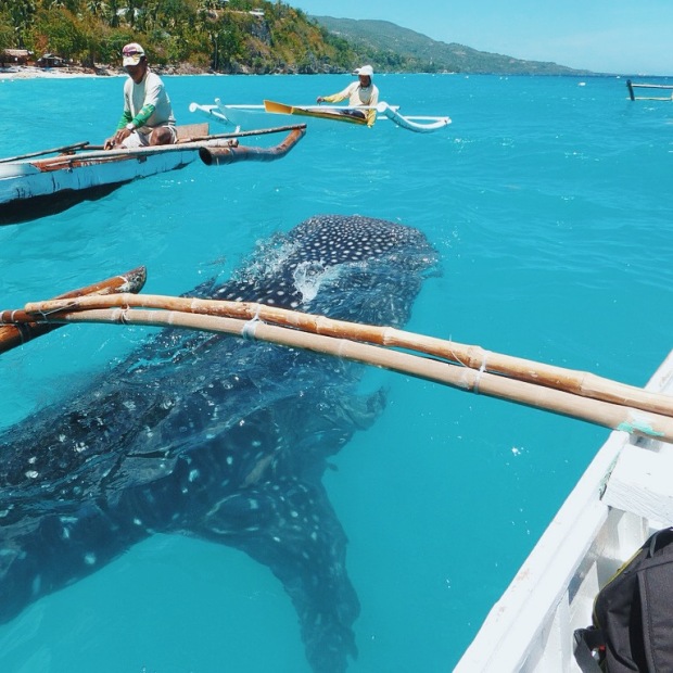 Whale Shark Watching at Oslob